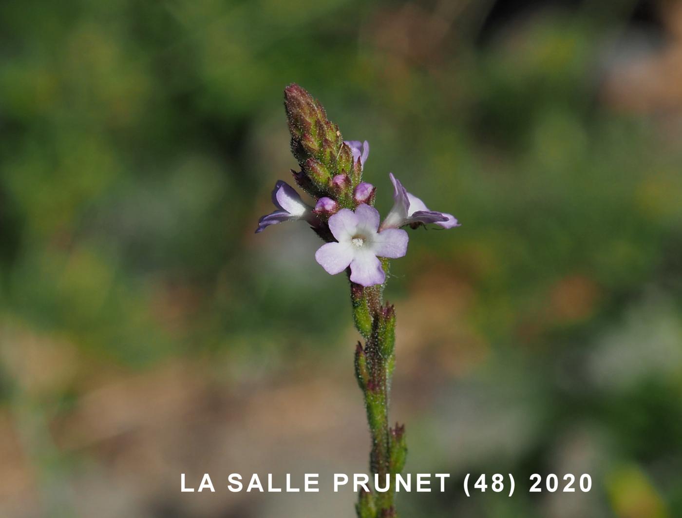 Vervain flower